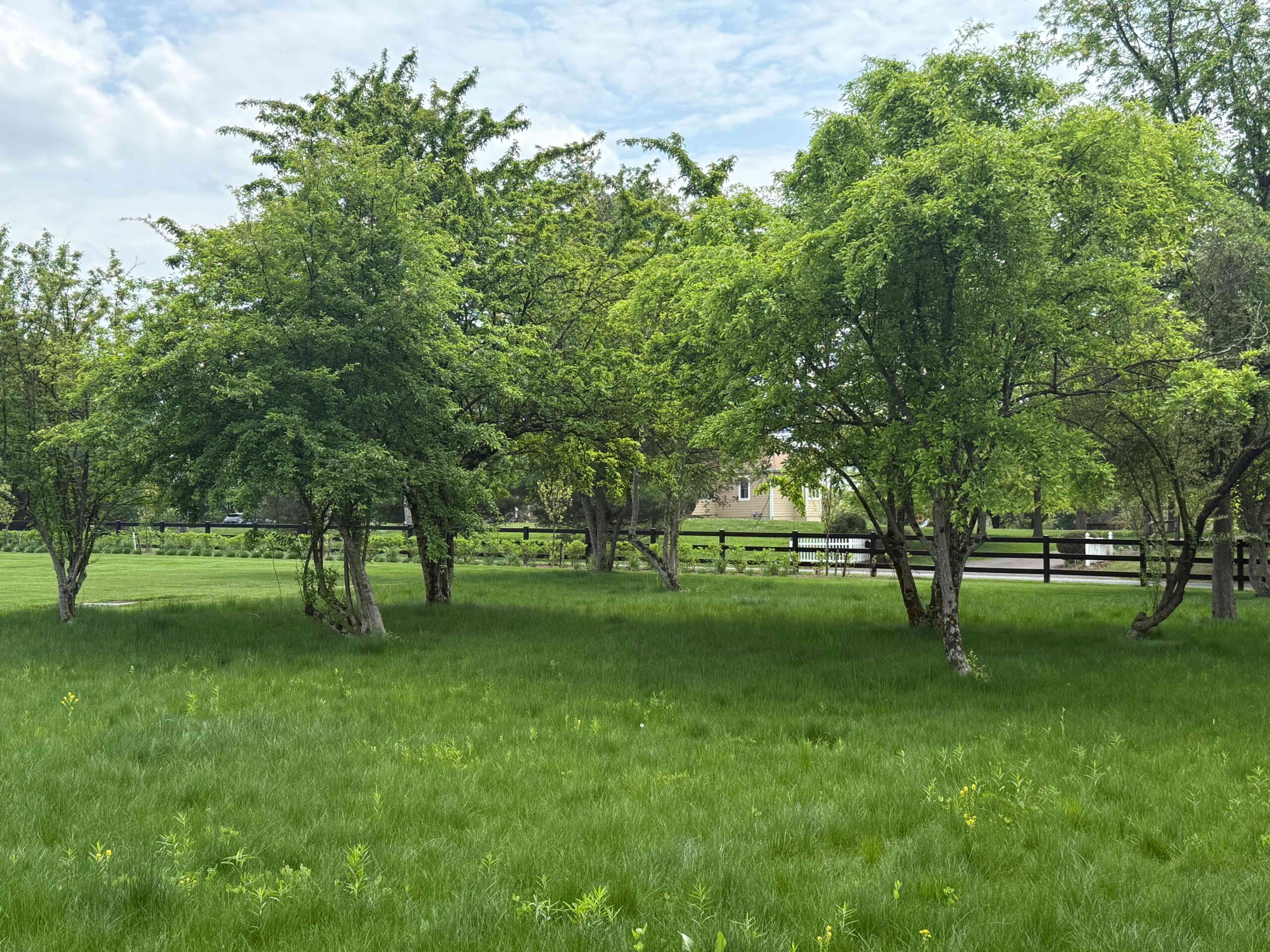 no mow meadow lawn