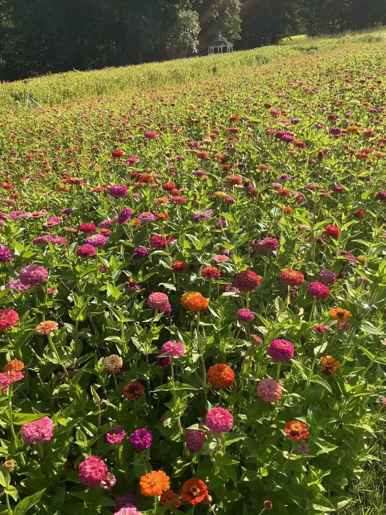Flowering meadow planting on a large Bucks County property