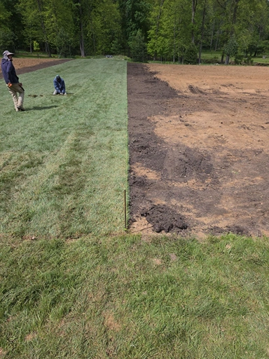 Lawn-to-meadow conversion area on a Bucks County property