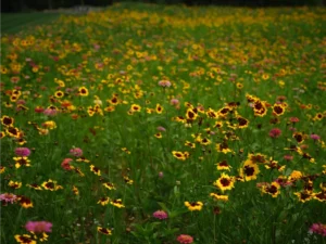 Flowering meadow installation on a Bucks County property