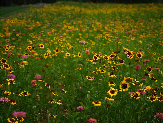 Flowering meadow installation on a Bucks County property