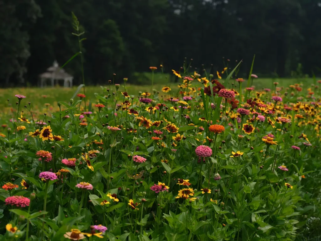 Colorful meadow planting on a Bucks County property